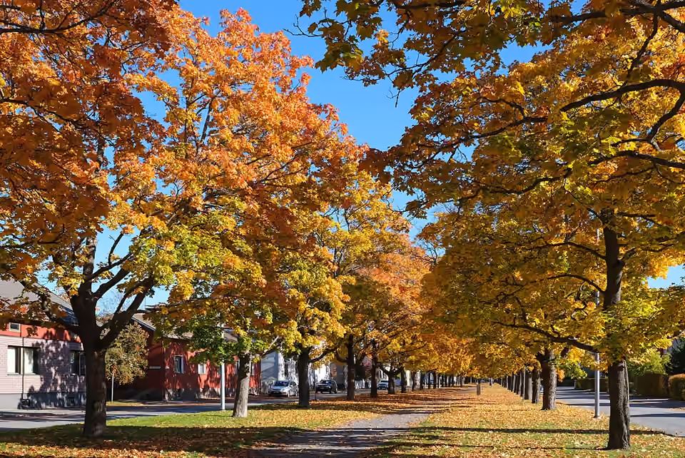 Arbres aux feuilles jaunes et rouges dans un parc de Pori en automne Arbres aux feuilles jaunes et rouges dans un parc de Pori en automne.