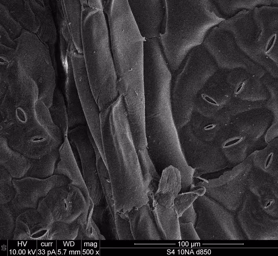 Micrographie électronique de l’épiderme d’une feuille de chou, avec des stomates visibles entre les cellules Micrographie électronique de l’épiderme d’une feuille de chou, avec des stomates visibles entre les cellules.