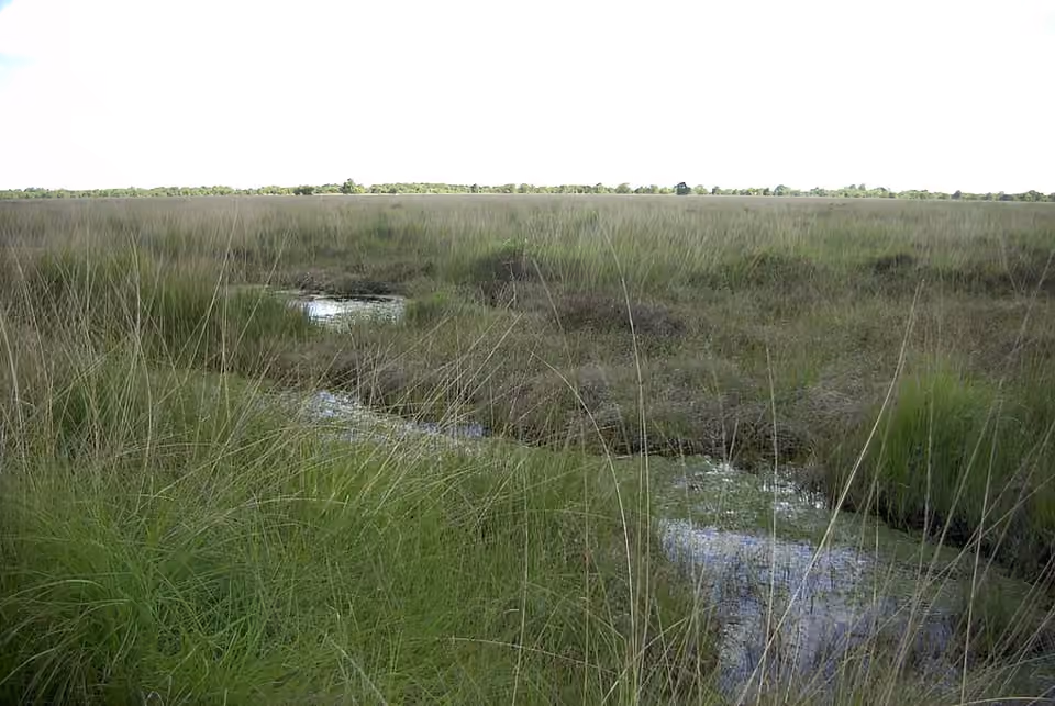 Étendue de tourbière haute dans la réserve de l’Ewiges Meer Étendue de tourbière haute dans la réserve de l’Ewiges Meer.