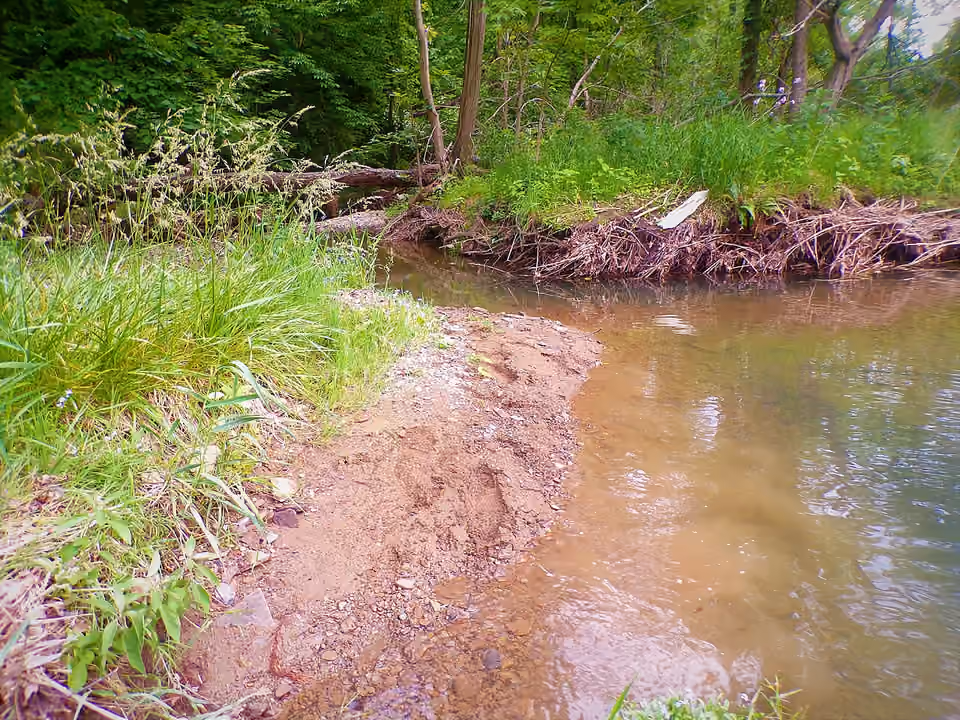 Zone humide tempérée aux sols saturés près d’un ruisseau en Pennsylvanie Zone humide tempérée aux sols saturés près d’un ruisseau en Pennsylvanie.