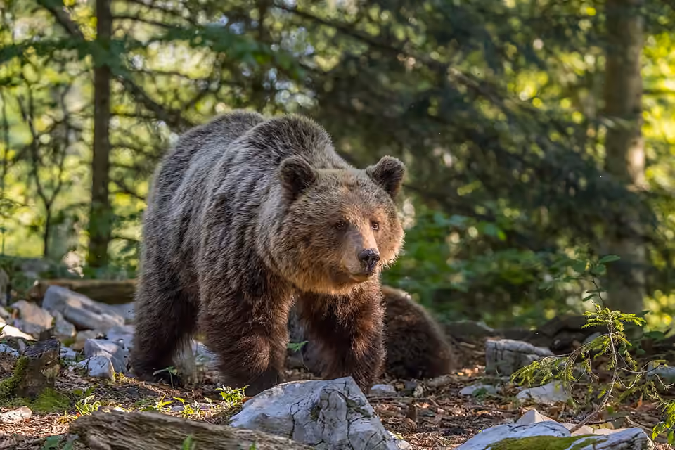 Ourse brune eurasiatique dans un milieu végétalisé en Slovénie Ourse brune eurasiatique dans un milieu végétalisé en Slovénie.