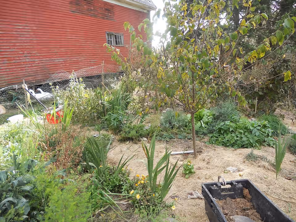 Jardin dont le sol entre les cultures est couvert d’un paillage de foin Jardin dont le sol entre les cultures est couvert d’un paillage de foin.
