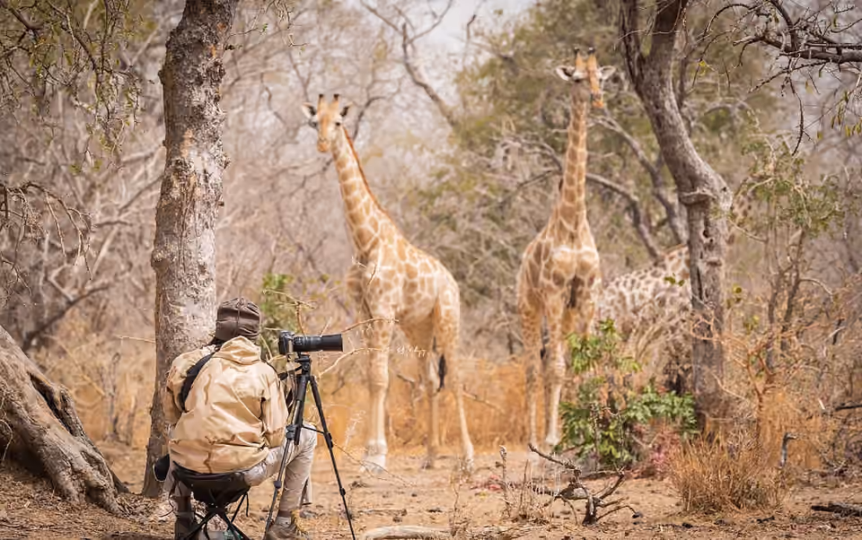 Personne photographie une girafe avec un appareil sur trépied dans un parc animalier au Nigeria Une personne photographie une girafe avec un appareil sur trépied dans un parc animalier au Nigeria.