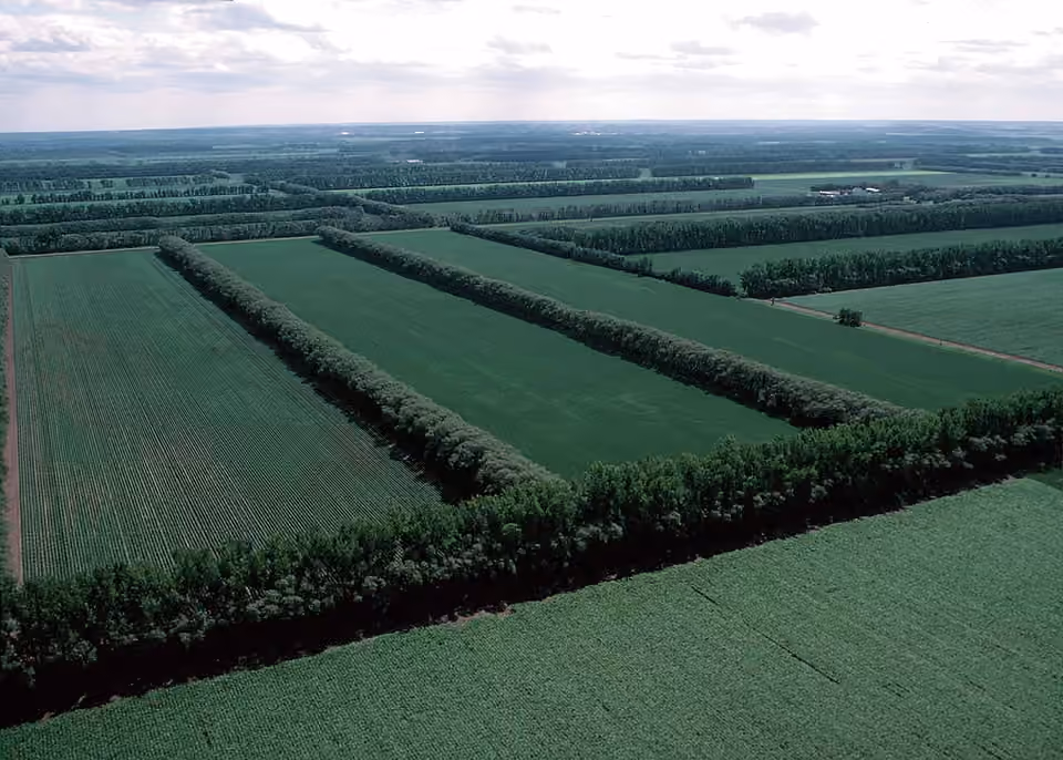 Haies brise-vent séparant des parcelles agricoles dans le Dakota du Nord Haies brise-vent séparant des parcelles agricoles dans le Dakota du Nord.