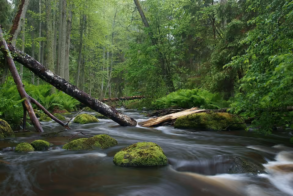 Rivière Altja bordée d’arbres dans le parc national de Lahemaa en Estonie Rivière Altja bordée d’arbres dans le parc national de Lahemaa en Estonie.