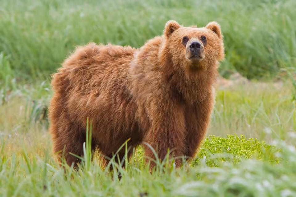 Ours brun de Kodiak photographié dans son refuge naturel en Alaska Ours brun de Kodiak photographié dans son refuge naturel en Alaska.