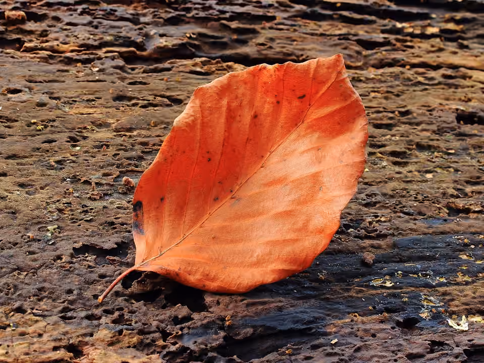 Feuille rousse de hêtre posée sur une écorce, avec nervures et bord visibles Feuille rousse de hêtre posée sur une écorce, avec nervures et bord visibles.