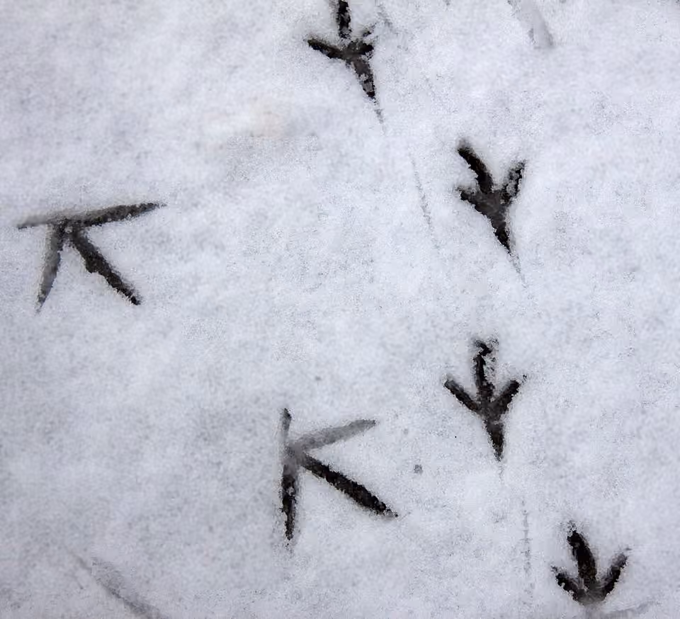 Empreintes d’oiseau dans la neige, montrant la disposition des doigts Empreintes d’oiseau dans la neige, montrant la disposition des doigts.