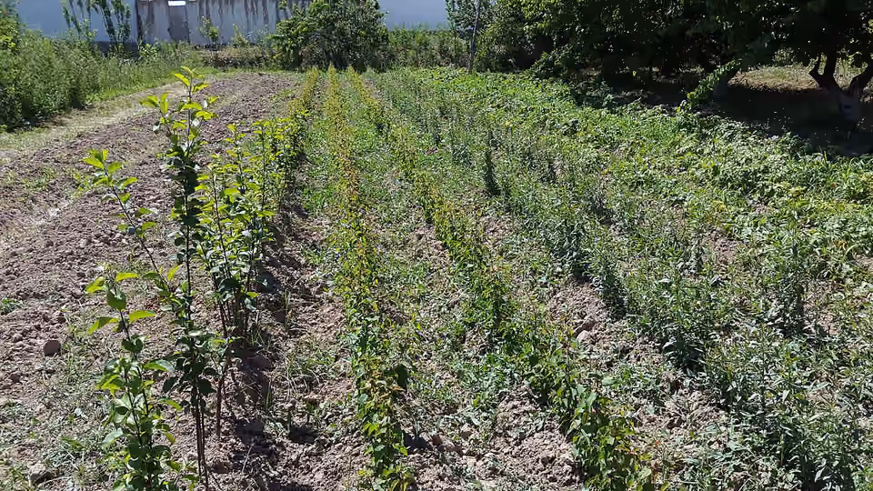 Rangées de jeunes plants d’abricotiers dans une pépinière Rangées de jeunes plants d’abricotiers dans une pépinière.