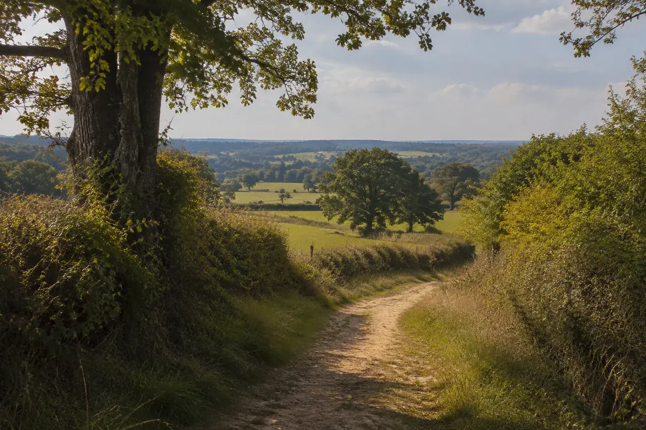 Chemin de bocage du Berry entre haies et prairies ondulées