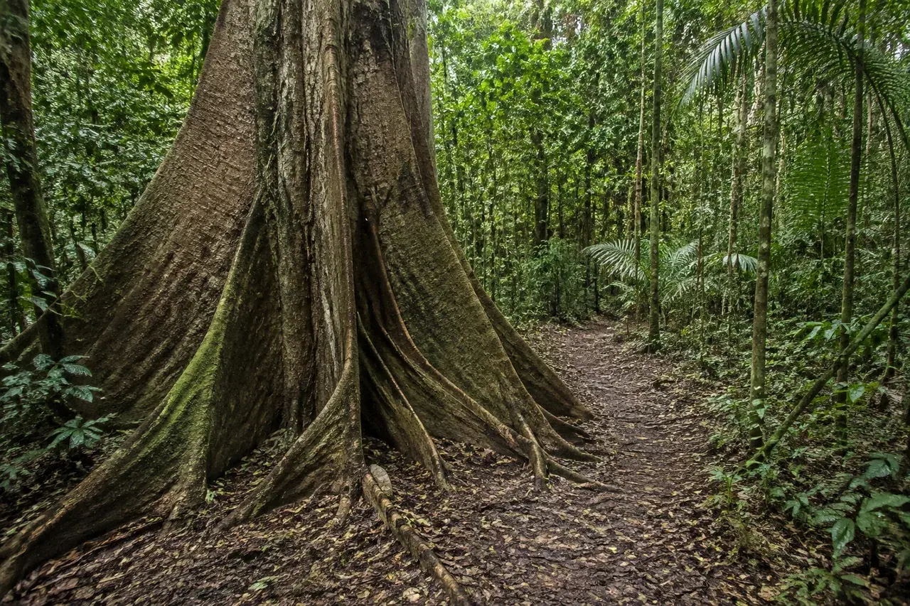Grand arbre à contreforts au bord d’un sentier amazonien