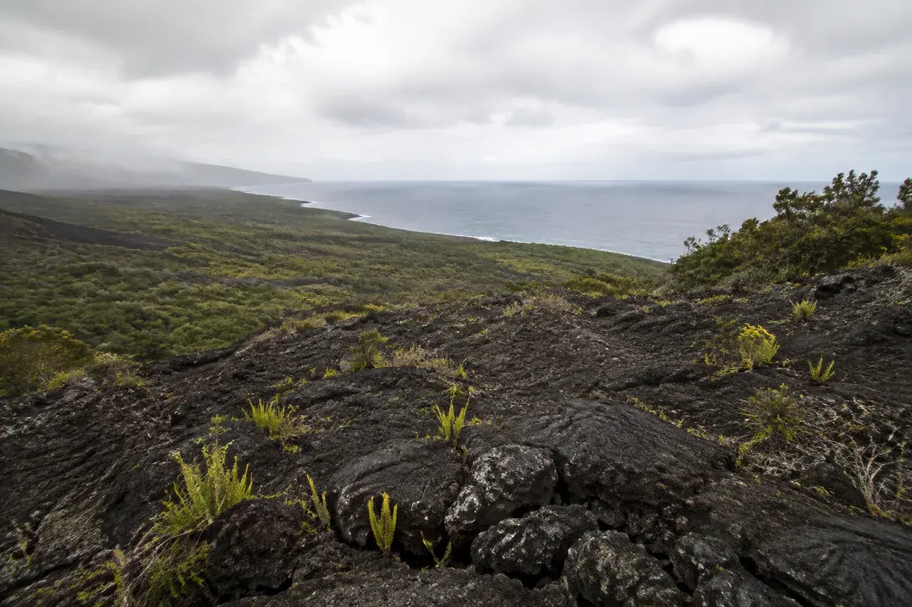 Ancienne coulée de lave côtière et fougères pionnières à La Réunion