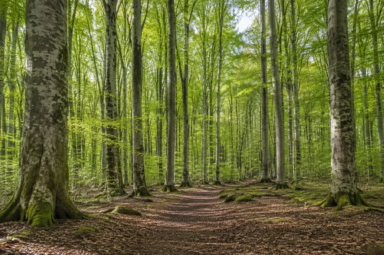 Grande hêtraie normande au feuillage vert et à la lumière filtrée