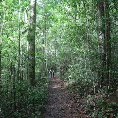 Paysage de randonnée en Guyane