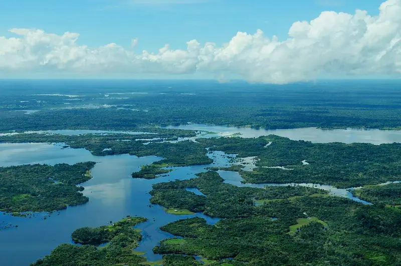 Vue aérienne de la canopée dense de la forêt amazonienne près de Manaus, au Brésil.