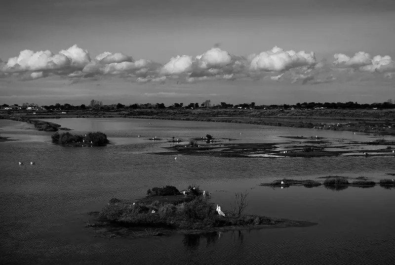 Oiseaux sur des îlots de la réserve de Lilleau des Niges, au milieu des eaux et des marais.